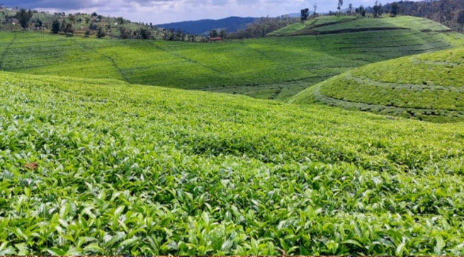 Tea Plantation Excursions
